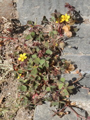 Oxalis corniculata