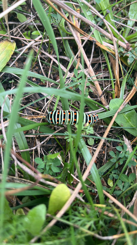 Old World Swallowtail