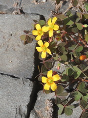Oxalis corniculata