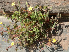 Oxalis corniculata