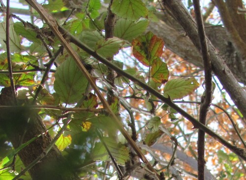 Alnus lusitanica (Alnus lusitanica)