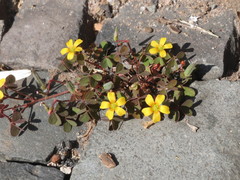 Oxalis corniculata