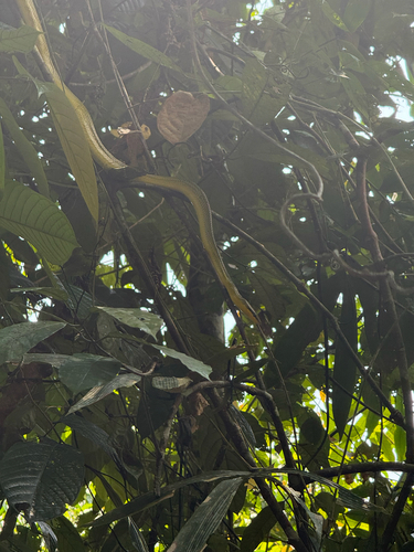 Red-tailed Green Ratsnake