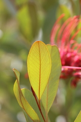 Grevillea decora