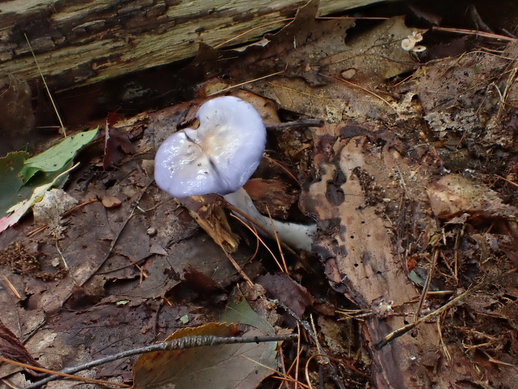 Viscid Violet Cort · September 2026 · photo: Photo: (c) Eli Talhouk, some rights reserved (CC BY) · iNaturalist