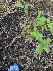 Rhus copallinum