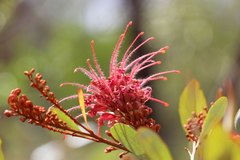 Grevillea decora
