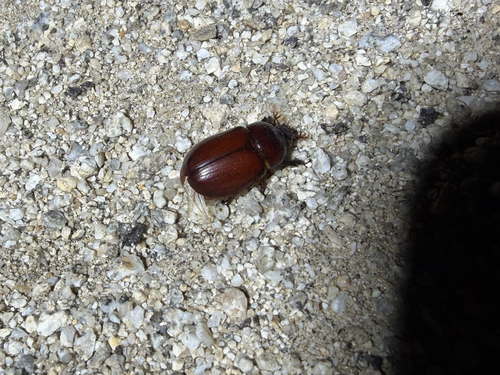 Carrot Beetle