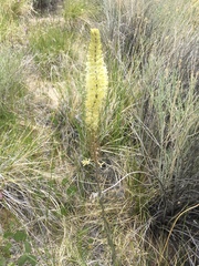 Thelypodium crispum