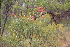 Grevillea decora