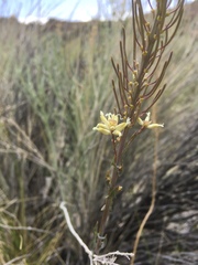 Thelypodium crispum