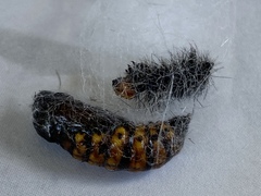 Gnophaela latipennis