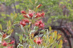 Grevillea decora