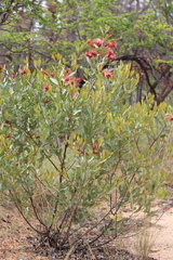 Grevillea decora