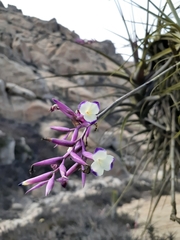 Tillandsia purpurea