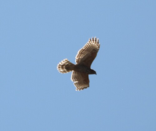 Red-shouldered Hawk