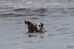 Chroicocephalus ridibundus