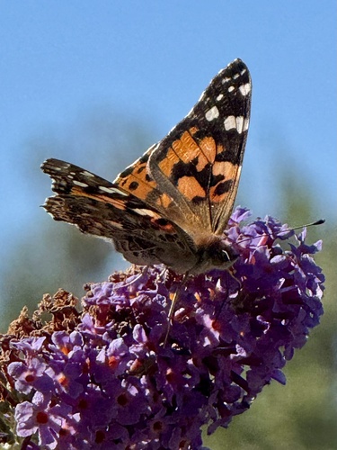Painted Lady