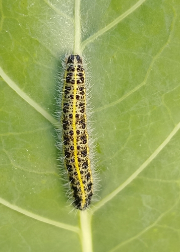 Large White