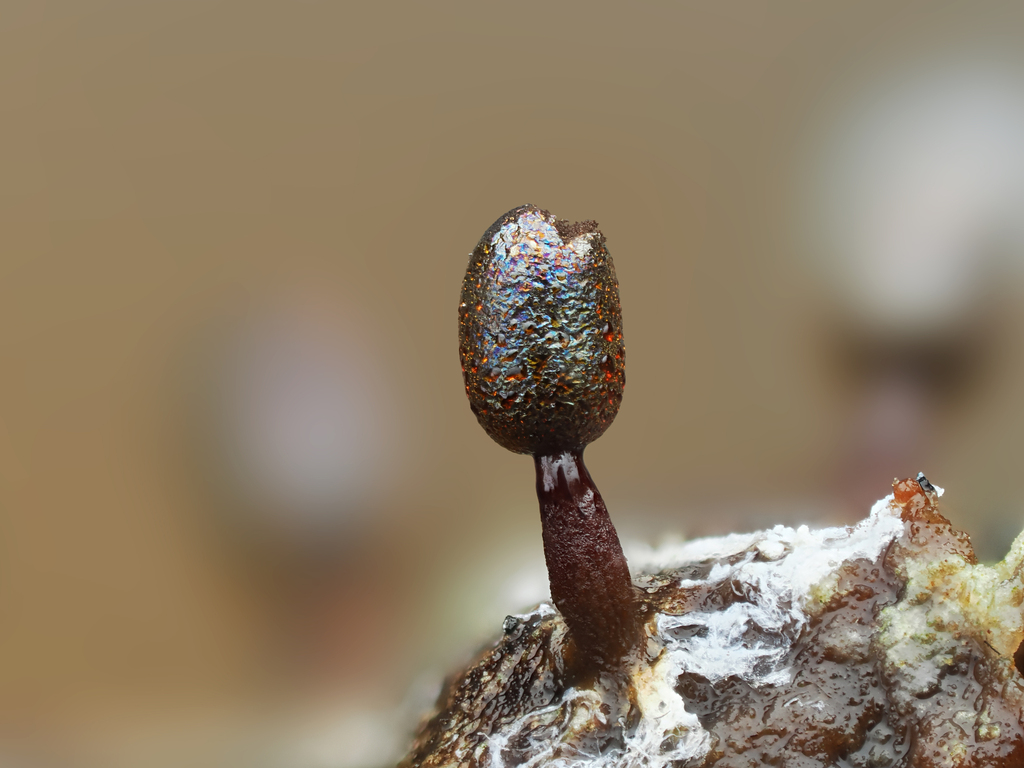 Elaeomyxa miyazakiensis