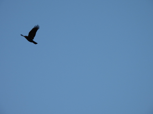 American Crow