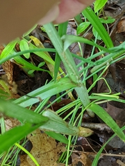 Carex sparganioides