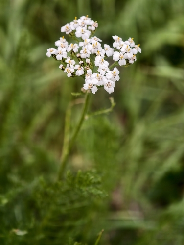 common yarrow