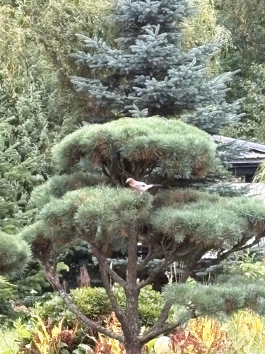 Eurasian Jay