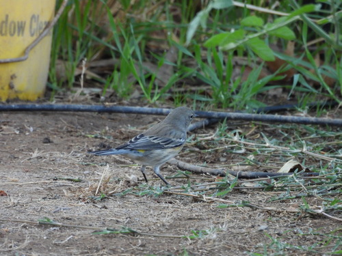 Yellow-rumped Warbler