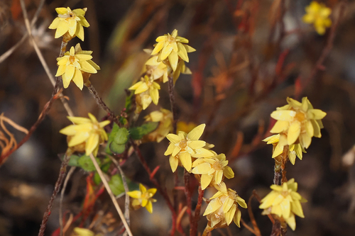 Hyalosperma glutinosum, 2026-09-27