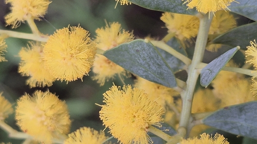 Acacia cultriformis observed 2026-09-30