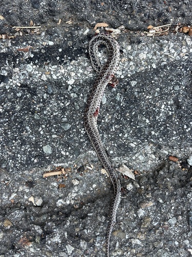 San Diego Gopher Snake