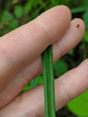 Carex sparganioides