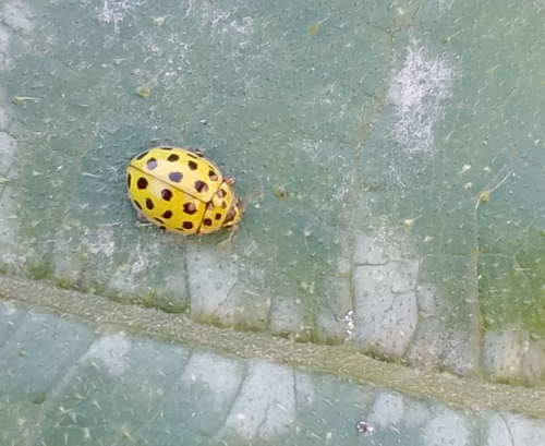 22-spot Ladybird