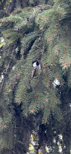 Coal Tit
