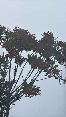 Toyon