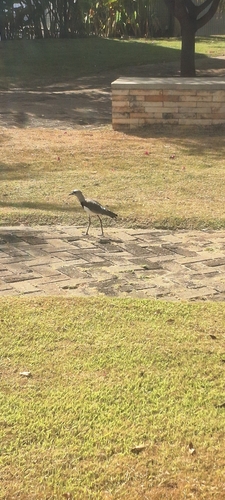 Southern Lapwing
