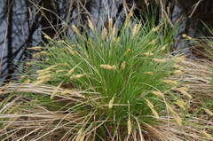 Carex stricta