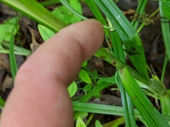 Carex sparganioides