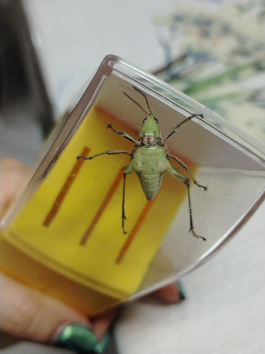 Cornfield Grasshopper