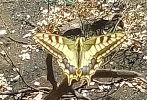 Desert Swallowtail