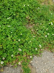 Trifolium repens