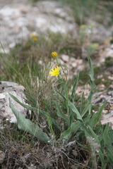 Takhtajaniantha crispa