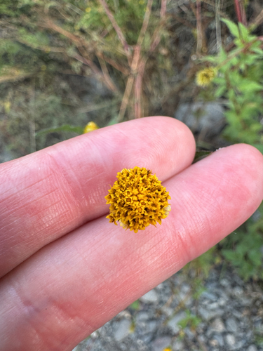 Hairy Beggarticks