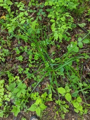 Carex sparganioides