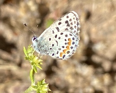 Euphilotes bernardino