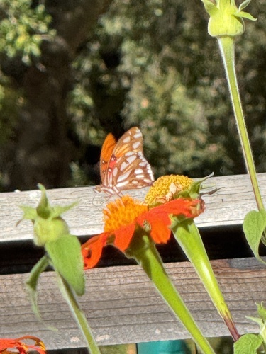 Gulf Fritillary