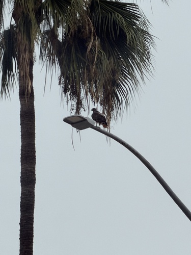Red-tailed Hawk