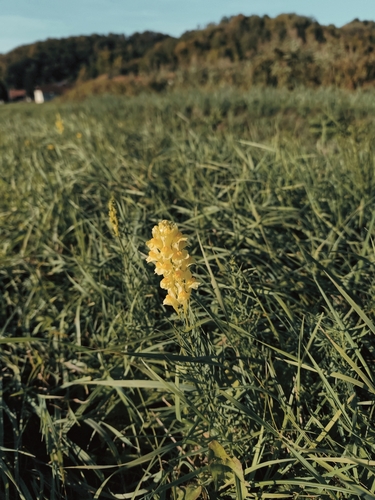 common toadflax