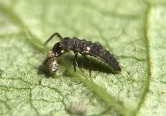 Coccinellidae
